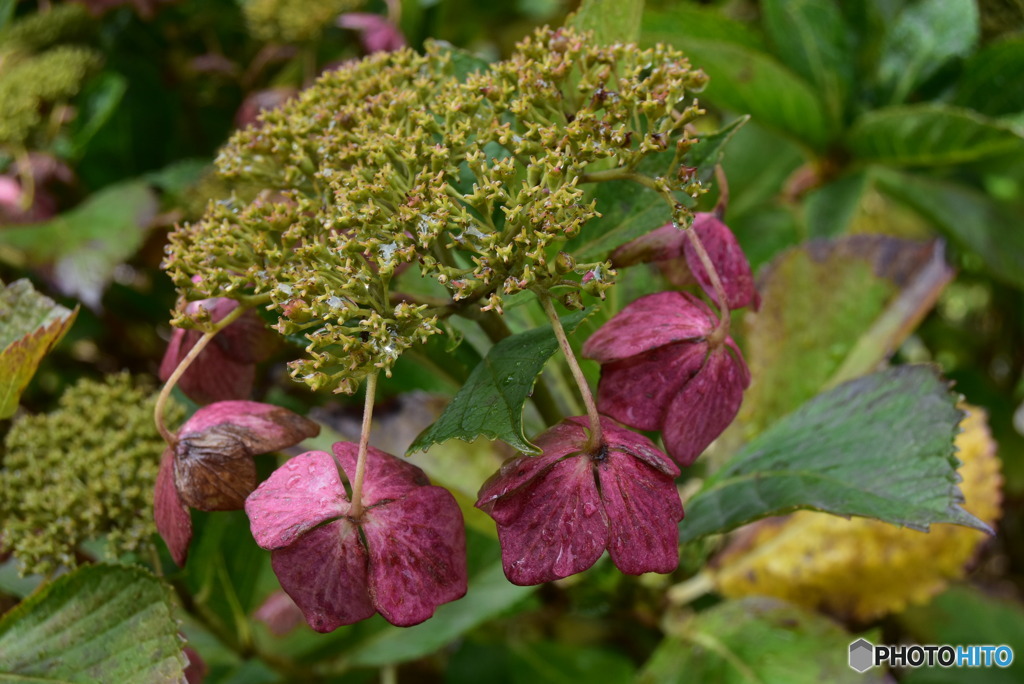 秋・紫陽花