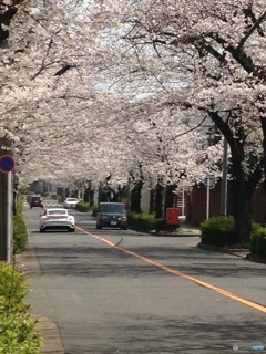 桜のトンネル