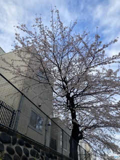 校舎の桜