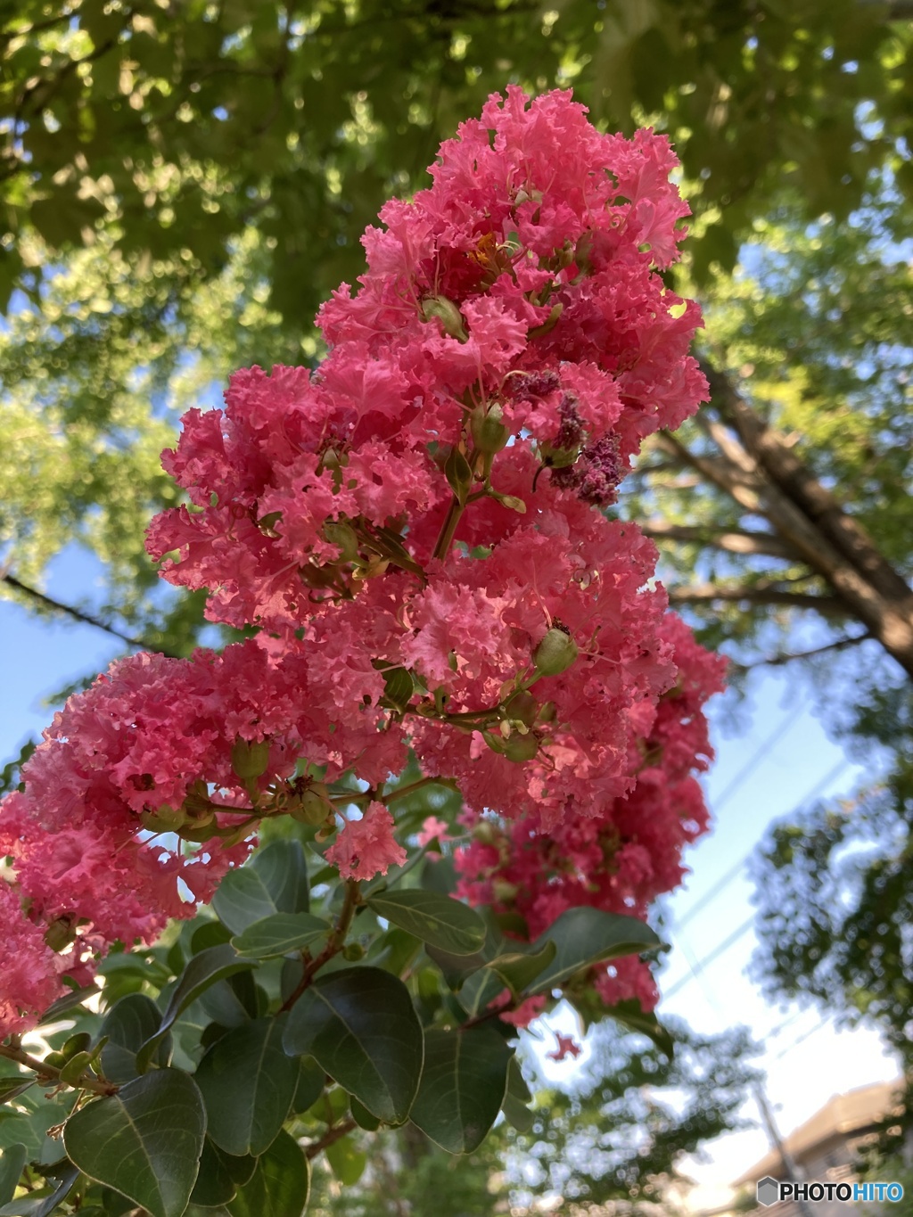 暑さで苺のかき氷に見える？