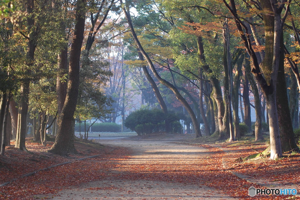 朝の公園