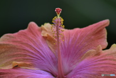 植物園にて