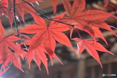 境内の紅葉