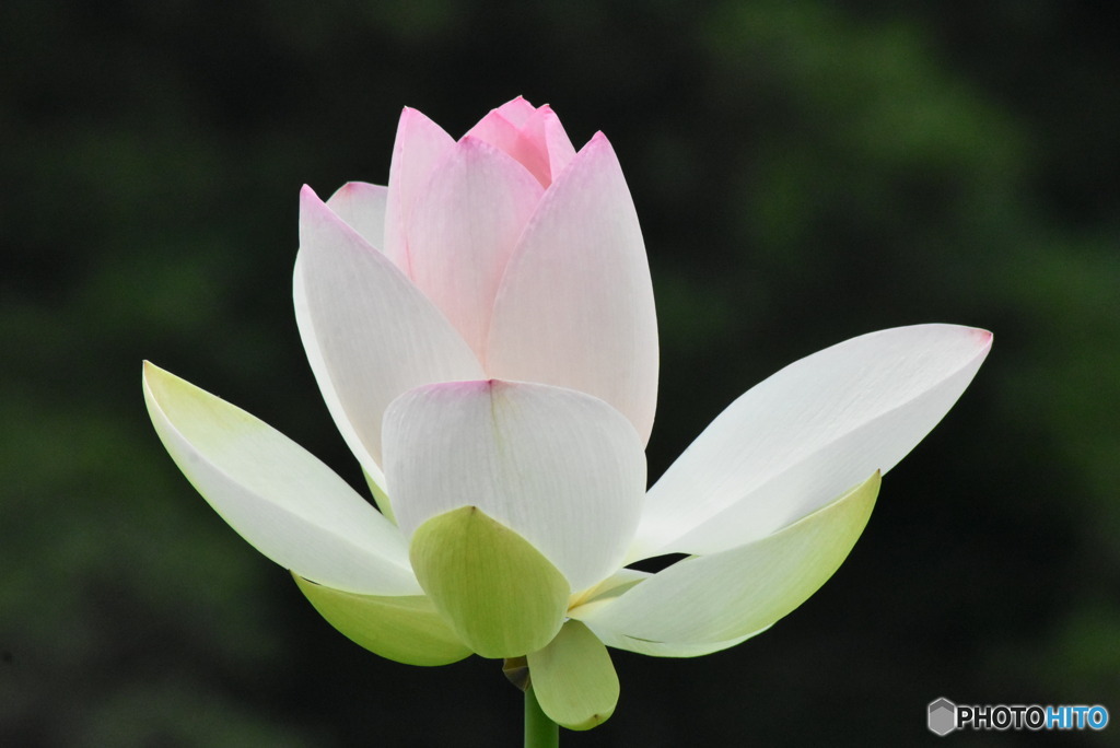 ハスの花