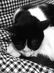 モノトーンにゃ