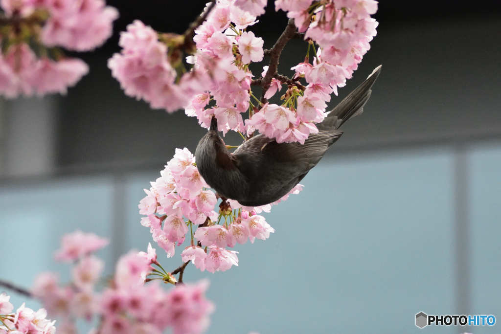 今年の蜜の味はどうかな?