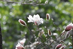 芽吹きの春