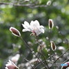 芽吹きの春