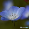 Baby blue