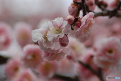 春香る
