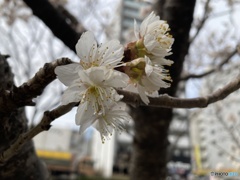 初桜