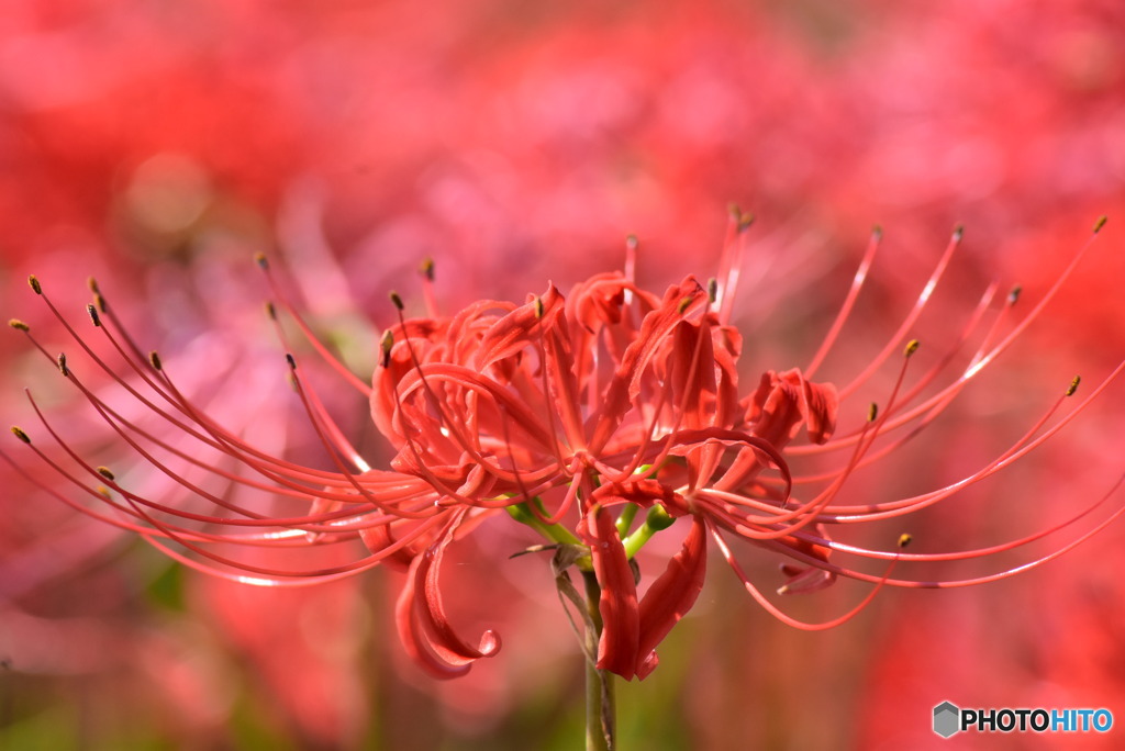 初秋の紅