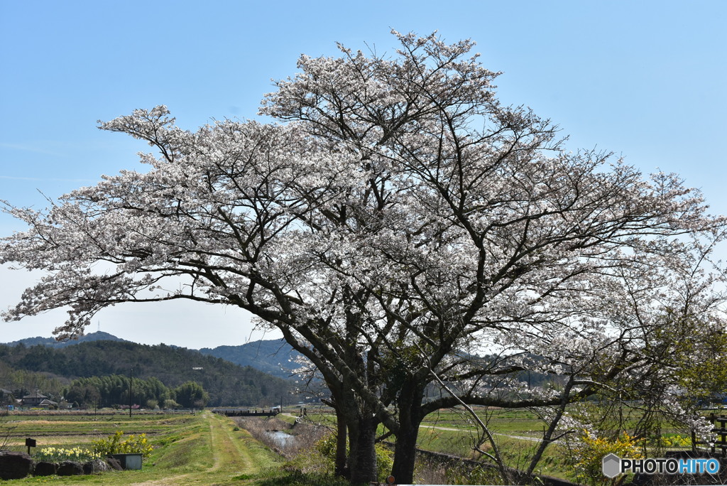 あの桜の下で