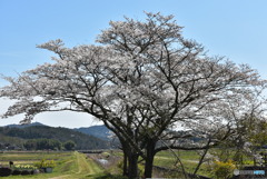 あの桜の下で