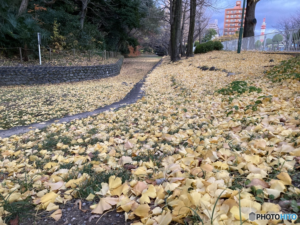 今朝の公園