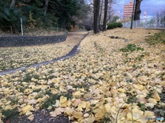 今朝の公園