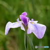 花菖蒲