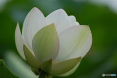 白蓮