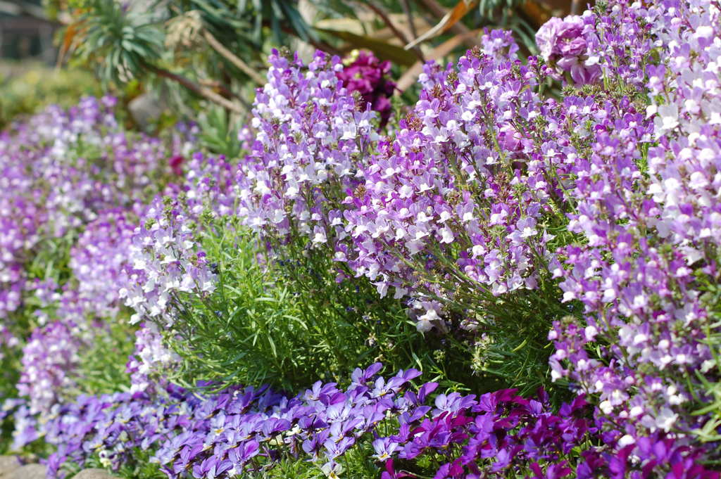 どの紫がお好き