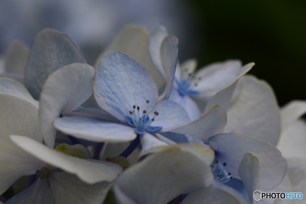 小さな紫陽花