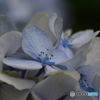小さな紫陽花