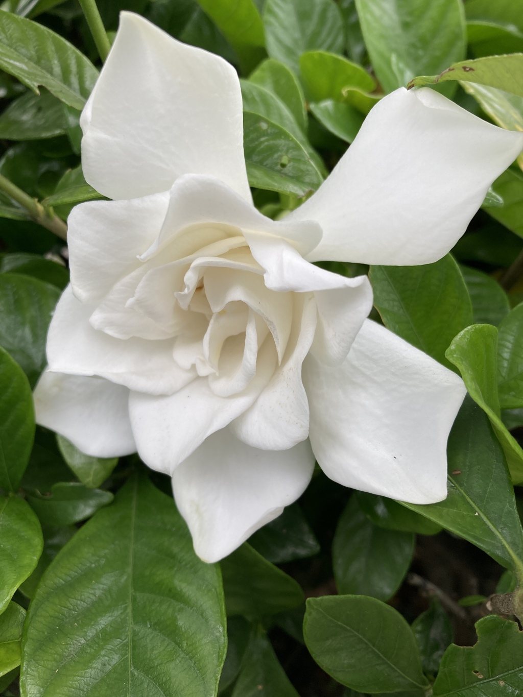 Sweet smell