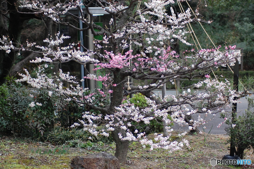 今年も観れました