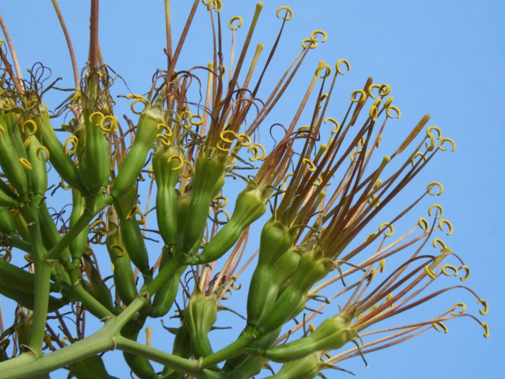 植物園にイソギンチャク？