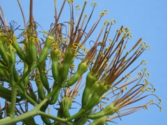 植物園にイソギンチャク？