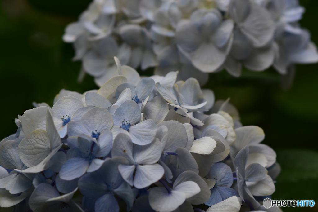 紫陽花の季節