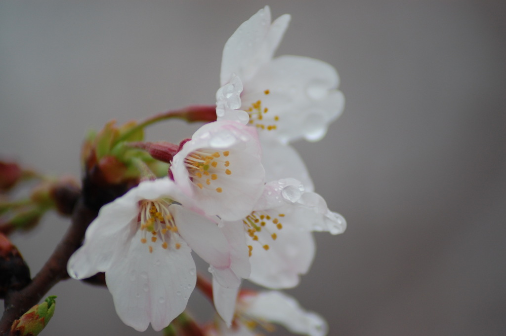 春雨桜