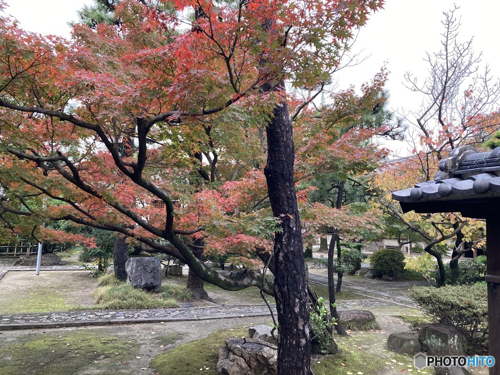 やっと紅く