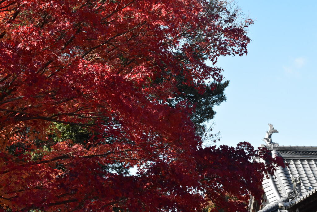 鯱に迫る紅葉