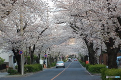 桜トンネル