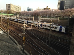 ミュースカイと桜