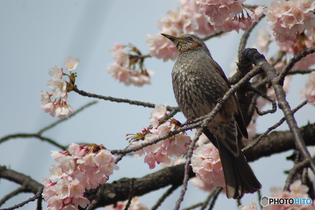 桜とヒヨドリ