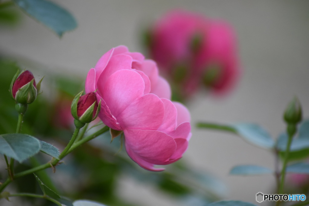 薔薇を鑑賞