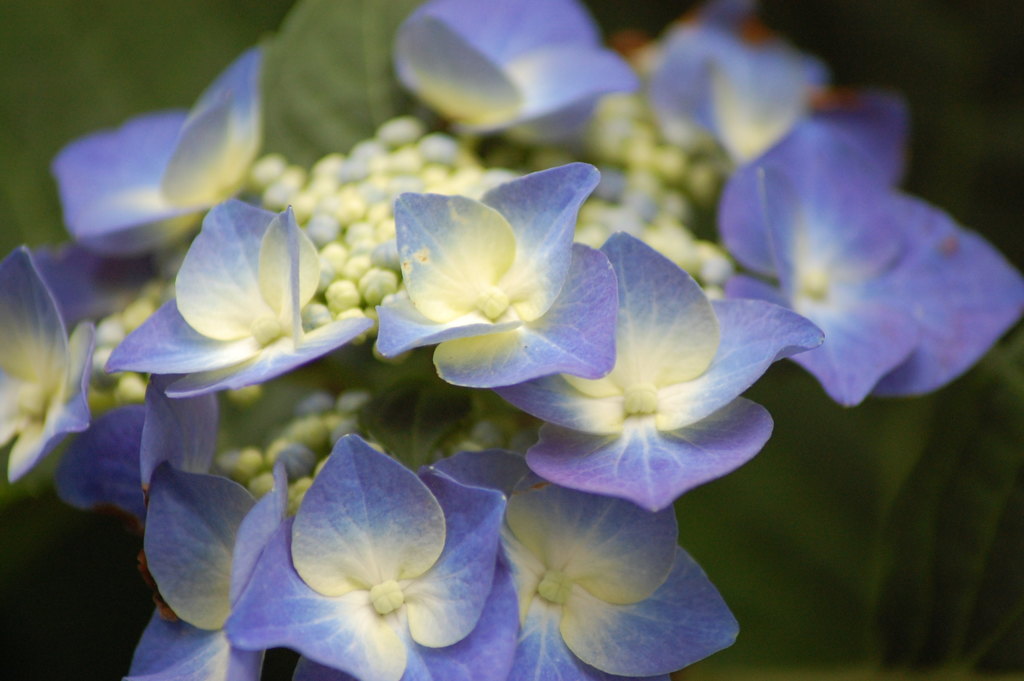 紫陽花