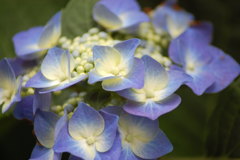 紫陽花