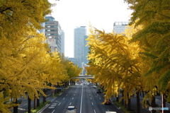 黄金の街路樹1