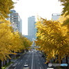 黄金の街路樹1