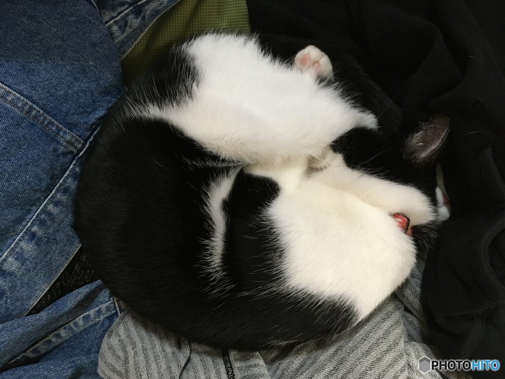 肉球チラ見せ