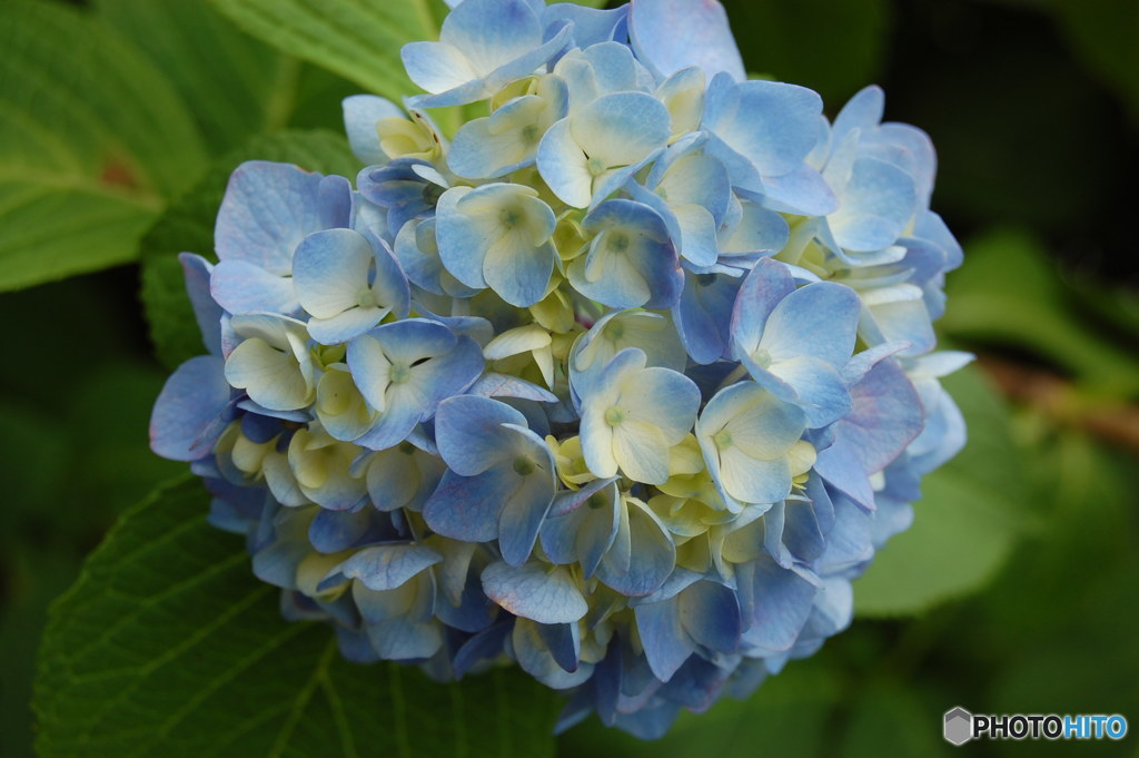 紫陽花-2
