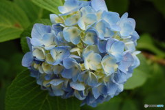 紫陽花-2