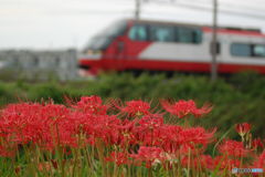 彼岸花と名鉄特急 2