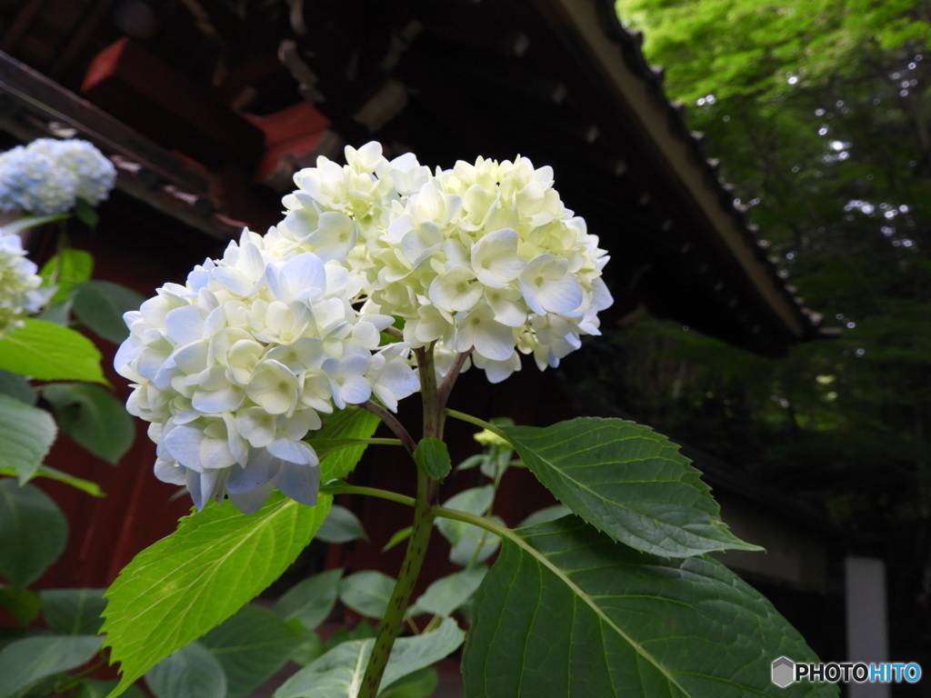 お寺と紫陽花