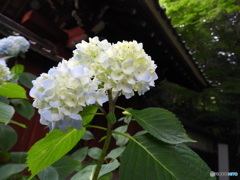 お寺と紫陽花