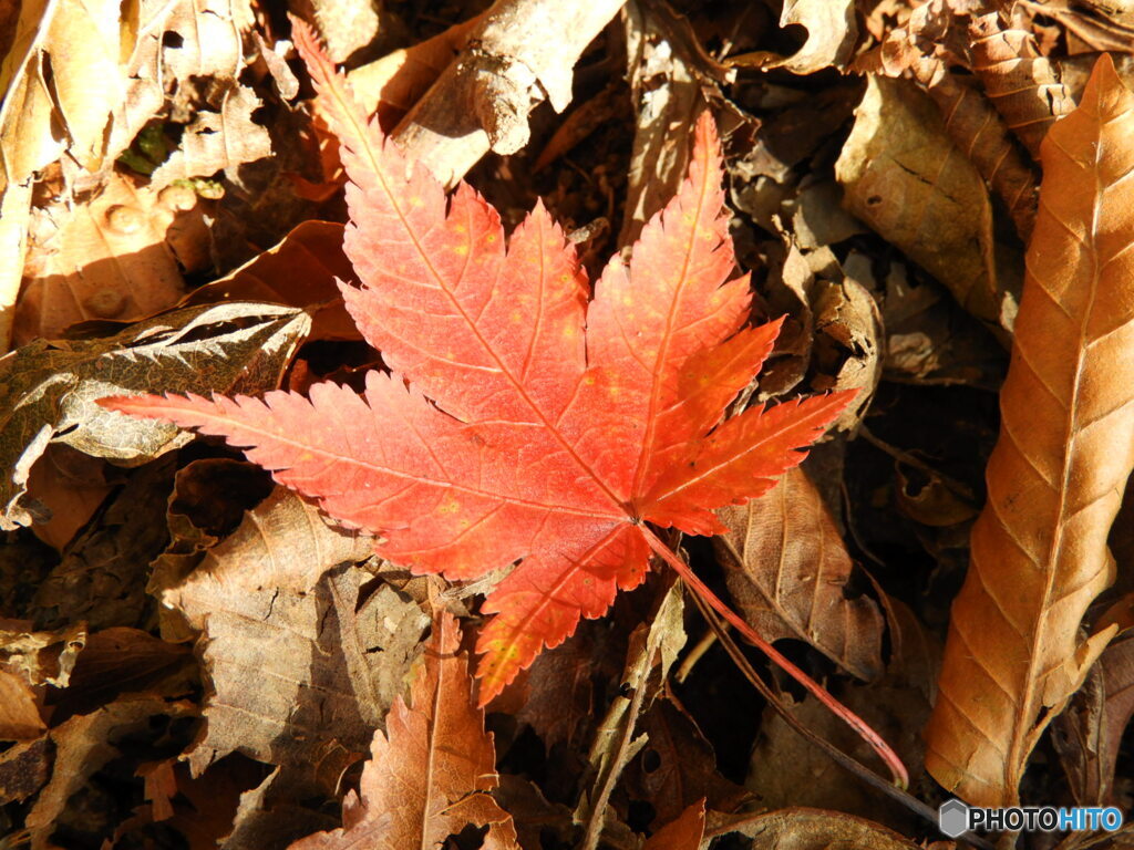 紅一葉