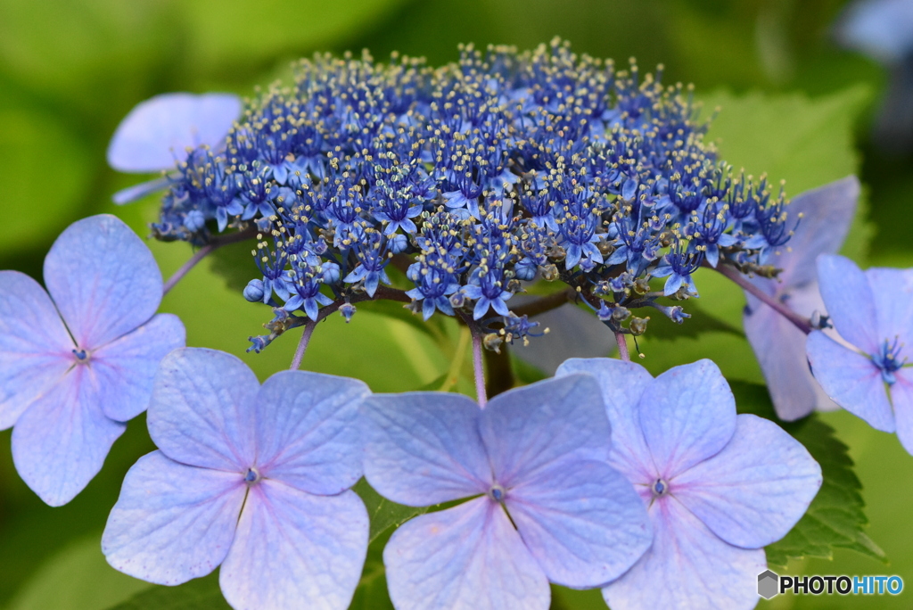 額紫陽花