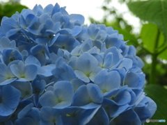 青いやすらぎ